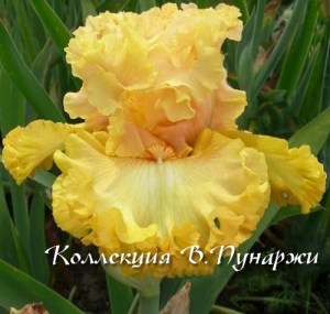 солнечная рапсодия